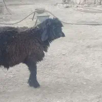 بره داشتی فروشی|حیوانات مزرعه|حمیدیه, |دیوار