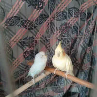 عروس هلندی ماده|پرنده|قزوین, |دیوار