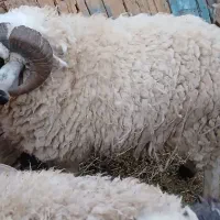 قوچ بره نر هم برای گشتن وهم برای نسل کشی|حیوانات مزرعه|کرمان, |دیوار