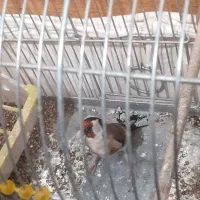 سهره نر صحرایی نقاب کشیده و زیبا