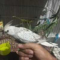 عروس تازه دونخور۳ماهه|پرنده|قم, قلعه عموحسین|دیوار