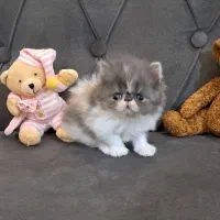 پرشین کالیکو