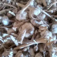 پیاز تازه امسال ۲۰ کیلو و پیاز ترشی و سیر محلی|خوردنی و آشامیدنی|خوی, |دیوار