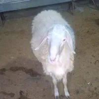 عرضه گوسفند زنده مغان بیجار