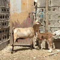 سه عدد بز کهره دار