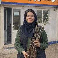 نهال صنوبر نیگرا و کبوده