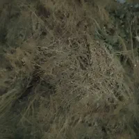 یونجه خشک و بذر یونجه