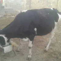 گوساله نرسمینتال55م گاوابستن دوماه وقت زایش10ک شیر|حیوانات مزرعه|بجنورد, |دیوار