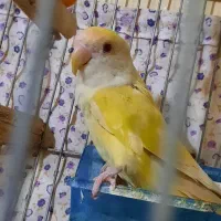 فروش کوتوله