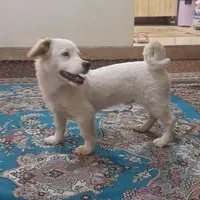 سگ پا کوتاه