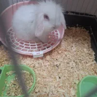 خرگوش|موش و خرگوش|اهواز, کیانشهر|دیوار