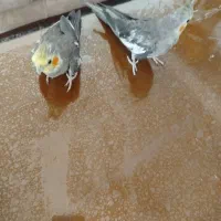 یک‌جفت‌عروس‌هلندی‌نر