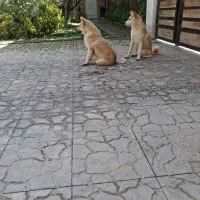 اکیتا  ماده دم فل