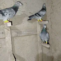 کبوتر|پرنده|مرودشت, دولت آباد|دیوار