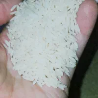 برنج هاشمی مرغوب دو الک