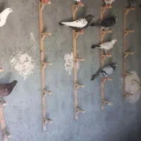 کفتر پرشی قلدر