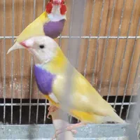 فنچ گلدین جوجه|پرنده|کرمان, |دیوار