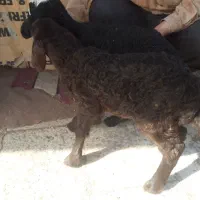 بره شیری ۱۰روزه