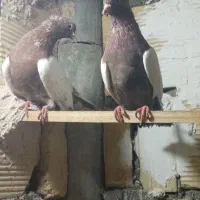 کبوتر سینه سرخ