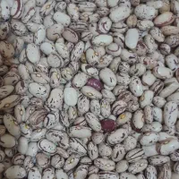 لوبیا چیتی|خوردنی و آشامیدنی|نوبران, |دیوار