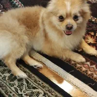 نژاد پامرین اشپیتز جنسیت نر یک ساله