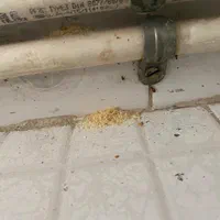 سمپاشی منازل سوسک ساس تضمینی بامجوز رسمی|خدمات نظافت|صفادشت, |دیوار