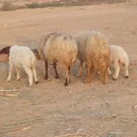 تعداد ۲ عدد میش وبره