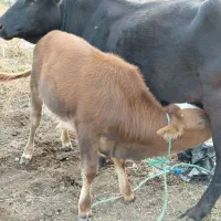 گاو محلی شیری باگوساله نر دورگ اث