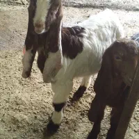 بز و بیگ افغانی