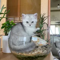 گربه بریتیش