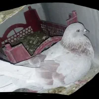 کبوتر|پرنده|کوهرنگ, |دیوار