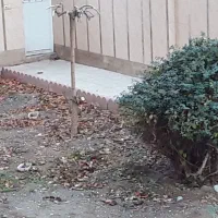 خدمات باغبانی و نظافت ساختمان