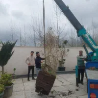 برقکاری، محوطه سازی،بازسازی کلی