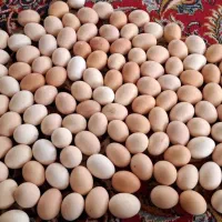 تخم نطفه دار گلپایگان