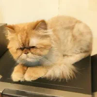 گربه پرشین ماده