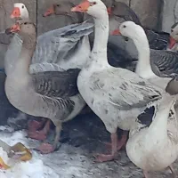 غاز و اردک|حیوانات مزرعه|مشگین شهر, |دیوار