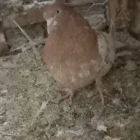 کفتر یا کبوتر