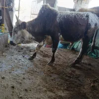 گودر چالوسی سرخ سیل