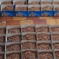 نیروی جوان و فعال