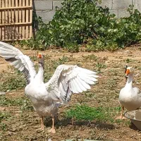 غاز نر و ماده