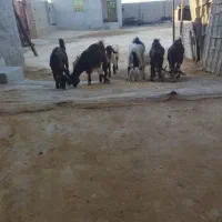 کهره بندی ابپخش