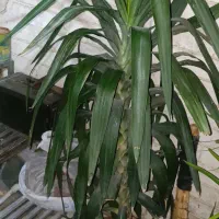 گیاه یوکا ۱۶۰ سانتی