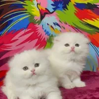 پرشین چشم آبی اصیل