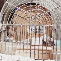 سهره کرمونی