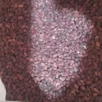 انواع حبوبات خوش پخت امسالی موجوده بشرط پخت