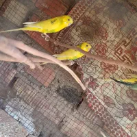 مرغ عشق|پرنده|خاش, |دیوار