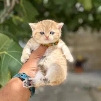 گربه های اسکاتیش ریزه میزه