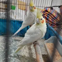 طوطی عروس لوتینو مولد|پرنده|شوشتر, |دیوار