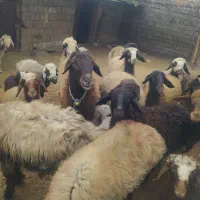 فروش بره سبک|حیوانات مزرعه|سیسخت, |دیوار