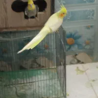 عروس هلندی|پرنده|اردکان, |دیوار